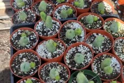 Penis Cactus | Trichocereus Bridgesii Monstrose| Rare Cactus -Green Aura CAP170949345416365053 rotated 1