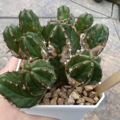 EUPHORBIA HANDIENSIS -Green Aura CC28D9CA CF55 44AC A0BA 3C4BF97D1C3A
