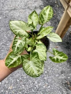 Syngonium Or Arrowhead Plant White Butterfly Variegated 4 Inch Pot Large -Green Aura CE427ACA 5F3A 4F93 81DF 9FF3868A0F8D 1 105 c