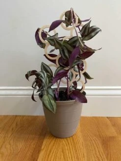 Indoor Circles Wood Plant Trellis