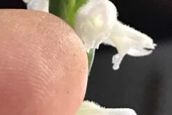 Orchid Spiranthes Cernua Bog Orchid Outdoors 18 Orchid Spiranthes Cernua Bog Orchid Outdoors -Green Aura Cernua 2