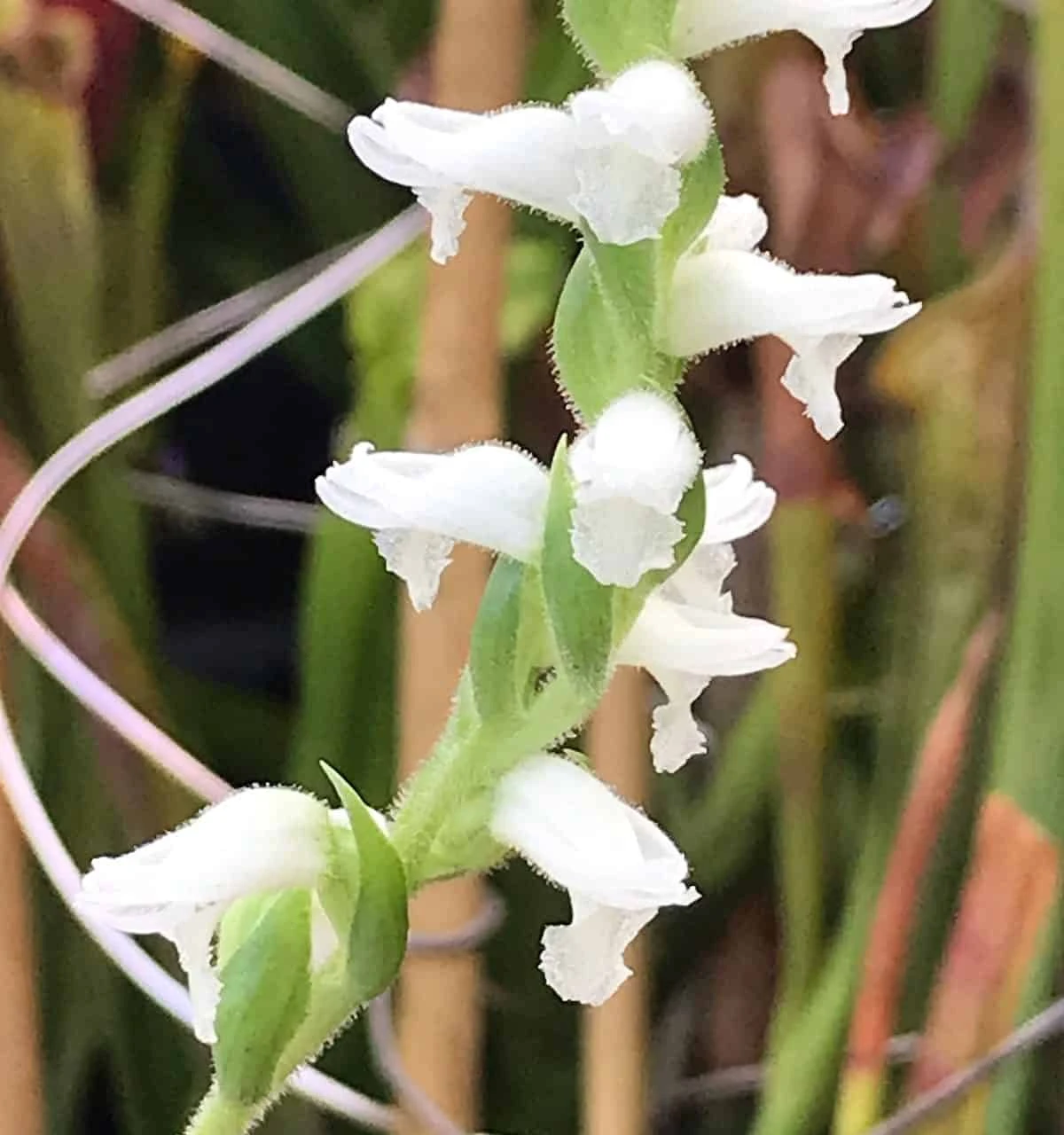 Orchid Spiranthes Cernua Bog Orchid Outdoors 8 Orchid Spiranthes Cernua Bog Orchid Outdoors - Image 6
