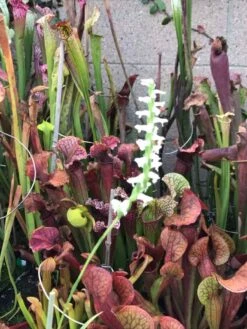 Orchid Spiranthes Cernua Bog Orchid Outdoors 16 Orchid Spiranthes Cernua Bog Orchid Outdoors -Green Aura Cernua 4