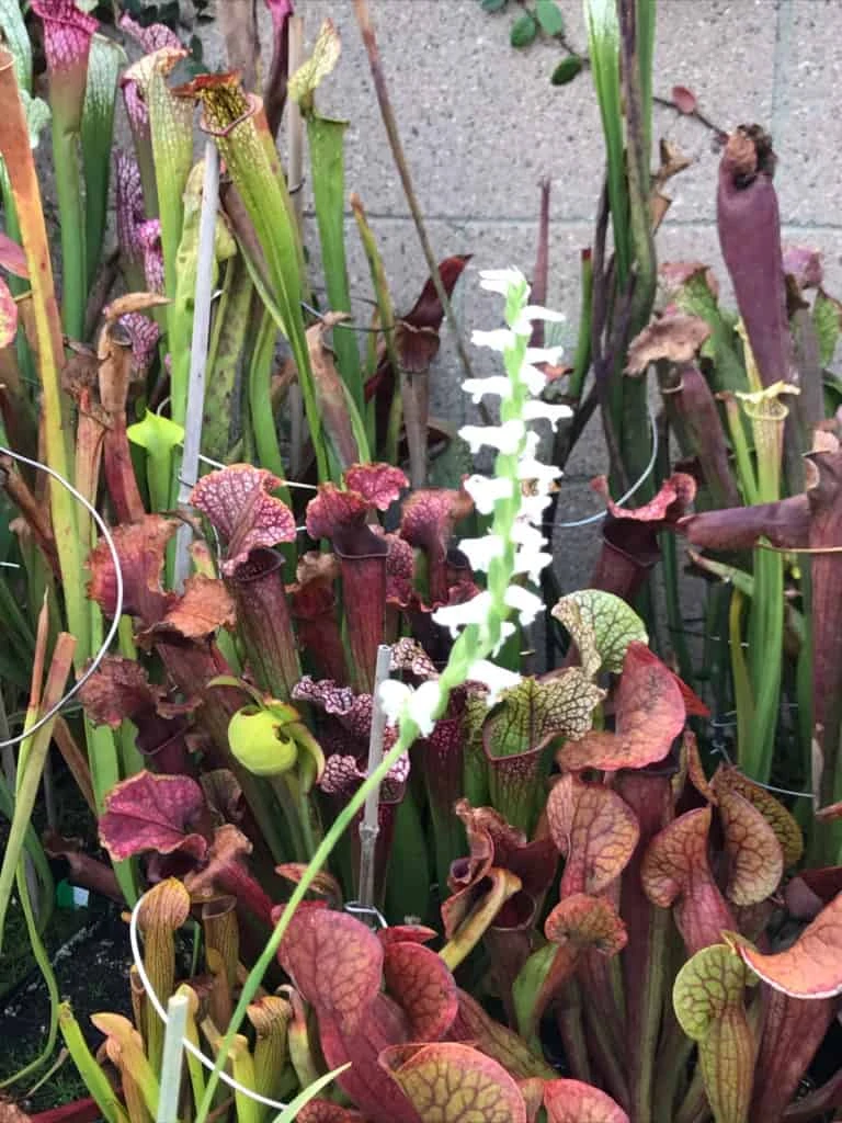 Orchid Spiranthes Cernua Bog Orchid Outdoors 7 Orchid Spiranthes Cernua Bog Orchid Outdoors - Image 5