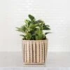 6" Marble Peperomia + Striped Noir Basket Planter
