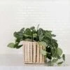 6" Satin Pothos + Striped Noir Planter Basket