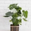 6" Monstera Split Leaf + Charcoal Planter Basket -Green Aura D73A9019 Edit
