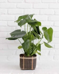 6" Monstera Split Leaf + Charcoal Planter Basket