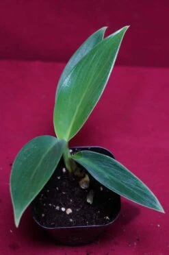 Philodendron Madagascar -Green Aura DSC6963 rotated 1