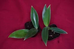 Philodendron Madagascar -Green Aura DSC6965