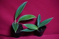 Philodendron Madagascar -Green Aura DSC6966