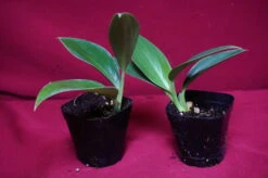 Philodendron Madagascar -Green Aura DSC6969