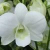 Dendrobium Burana White Comes In 4" Pot -Green Aura Dendrobium Burana White 320x360 1