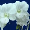 Dendrobium Full Moon 'White' They Come In A 3" Pots -Green Aura DendrobiumFullMoon White web 2000x1500