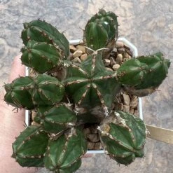EUPHORBIA HANDIENSIS -Green Aura E09BC8EF 93DE 41A7 BC66 370D03666687