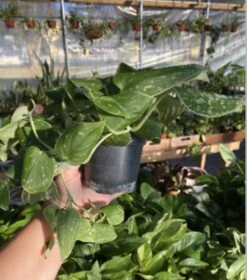 Scindapsus Pictus Or Pothos Satin 4 Pot Live Plant -Green Aura E12BA645 1231 4EB8 AD67 82B01447C323 1 201 a