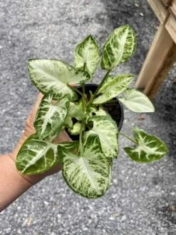 Syngonium Or Arrowhead Plant White Butterfly Variegated 4 Inch Pot Large -Green Aura E56B5FB4 8B02 4A58 A6FE 49F427C70866 1 105 c