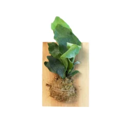Staghorn Fern On Wood Mount