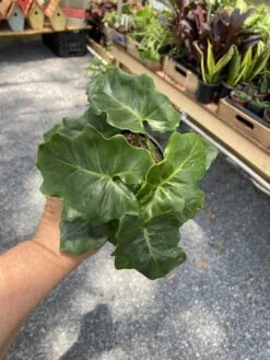 Philodendron Atom Or Thaumatophyllum Bipinnatifidum 4" Pot Live P -Green Aura FFE4B505 C0D2 46FA A4B7 307825B553EC 1 105 c