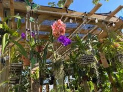 Outdoor Orchid Mount Kit On A Cedar Board With A 5 Inch Mesh Pot! FREE SHIPPING - FOR NOW! -Green Aura Greenhouse