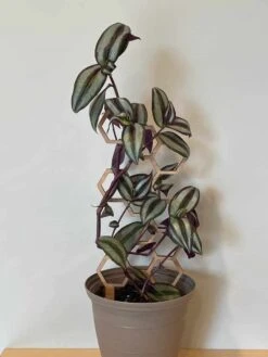Indoor Hexagon Wood Plant Trellis