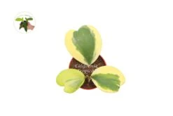 Hoya Kerrii Variegated 3+Leaves-- 4" From California Tropicals -Green Aura Hoya Kerrii v 3 4 Top E