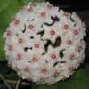 Hoya Fungii Live Plant Potted In 3" Pot -Green Aura Hoya fungii 3