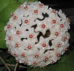 Hoya Fungii Live Plant Potted In 3" Pot