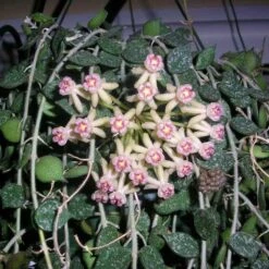 Beautiful Hoya Curtisii In A 4 Inch Pot! Blooms Are Amazing! -Green Aura HoyaCurtisii 3 768x