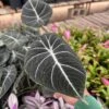 Alocasia Black Velvet -Green Aura IMG 0100 rotated 1