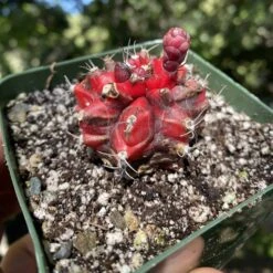 Variegated Gymnocalycium Mihanovochii