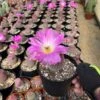 Echinocereus Rigidissimus---Rainbow Cactus -Green Aura IMG 0781