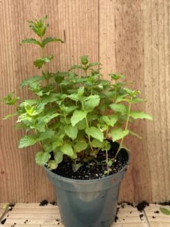 Mint -Green Aura IMG 0927 rotated 1