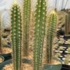 Pilosocereus Polygonus Ssp. Polygonus -Green Aura IMG 1148 1