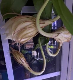 Queen Of The Night - Night Blooming Cereus -Green Aura IMG 1291 1
