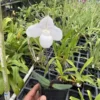 Live Paphiopedilum Niveum X Sib (hshyng X Tan San) Rare Plant 4" -Green Aura IMG 1607 rotated 1