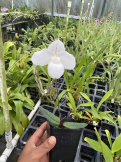 Live Paphiopedilum Niveum X Sib (hshyng X Tan San) Rare Plant 4"