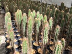 Pilosocereus Royenii (Puerto Rico Dry Forests)