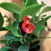 Aeschynanthus -- Lipstick Plant -Green Aura IMG 1736
