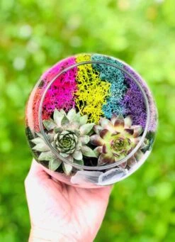 Rainbow Succulent Terrarium Kit -Green Aura IMG 2010
