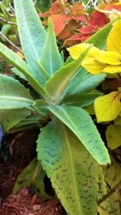 Kalanchoe Gastonis Bonnieri Donkey Ear Ships Free. -Green Aura IMG 20210303 171842341