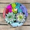 Rainbow Succulent Terrarium Kit -Green Aura IMG 2133
