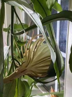 Queen Of The Night - Night Blooming Cereus -Green Aura IMG 2189 rotated 1