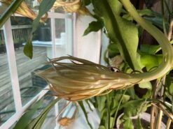 Queen Of The Night - Night Blooming Cereus -Green Aura IMG 2200