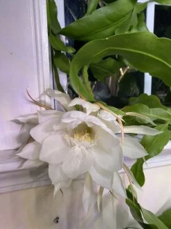 Queen Of The Night - Night Blooming Cereus -Green Aura IMG 2206 rotated 1