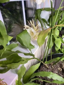 Queen Of The Night - Night Blooming Cereus -Green Aura IMG 2218 rotated 1