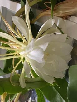 Queen Of The Night - Night Blooming Cereus -Green Aura IMG 2222 rotated 1
