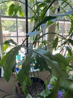 Queen Of The Night - Night Blooming Cereus -Green Aura IMG 2408