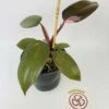 Philodendron Cv. Pink Princess -Green Aura IMG 2697
