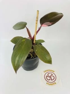 Philodendron Cv. Pink Princess